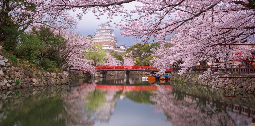 Japan cherry blossom tour with pure vegetarian Gujarati food by Maharaj (Chef)