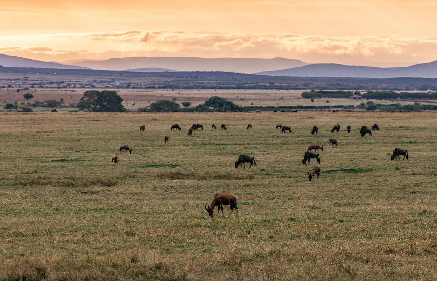 Masai Mara