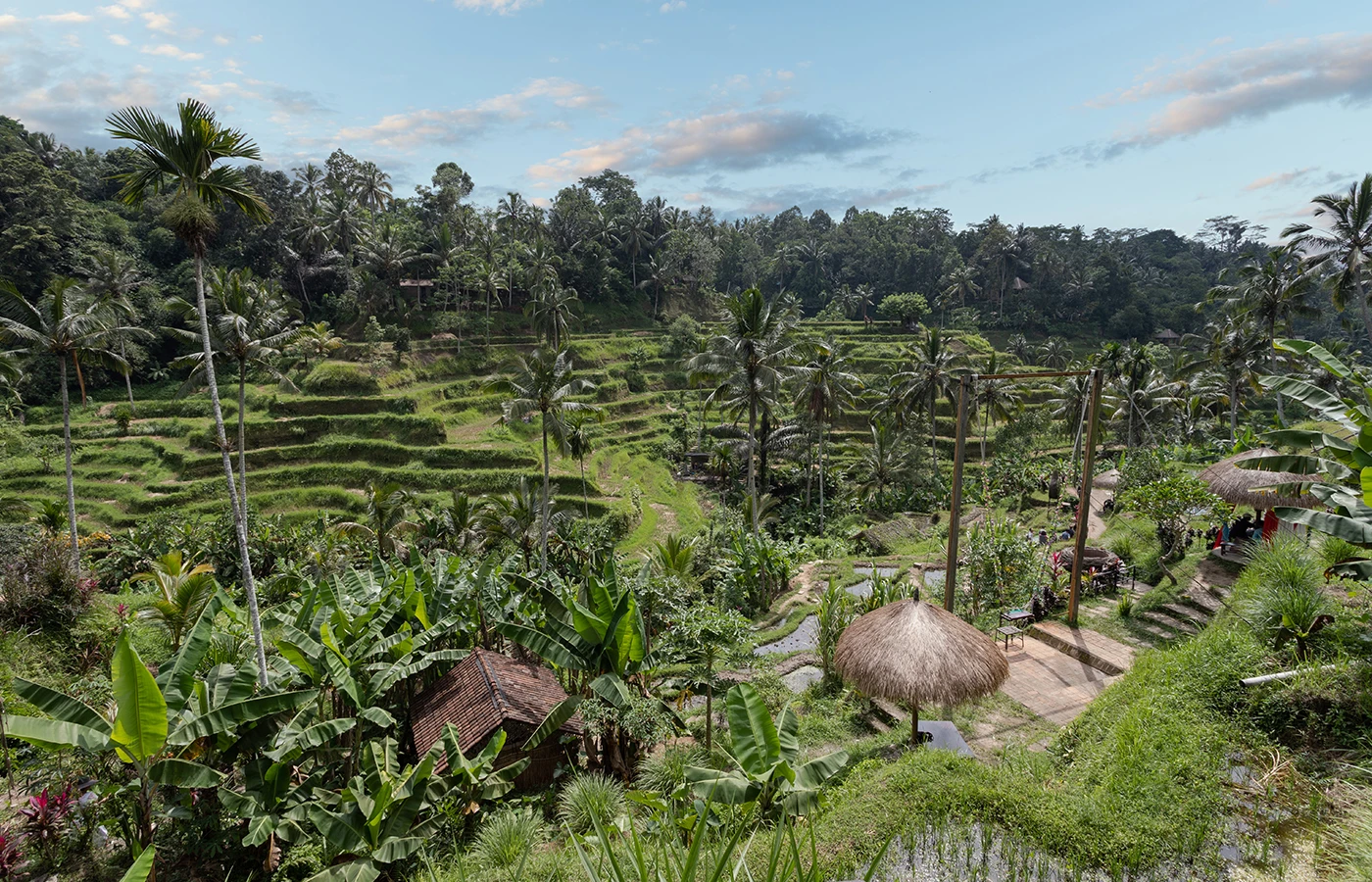 Rice Terrace